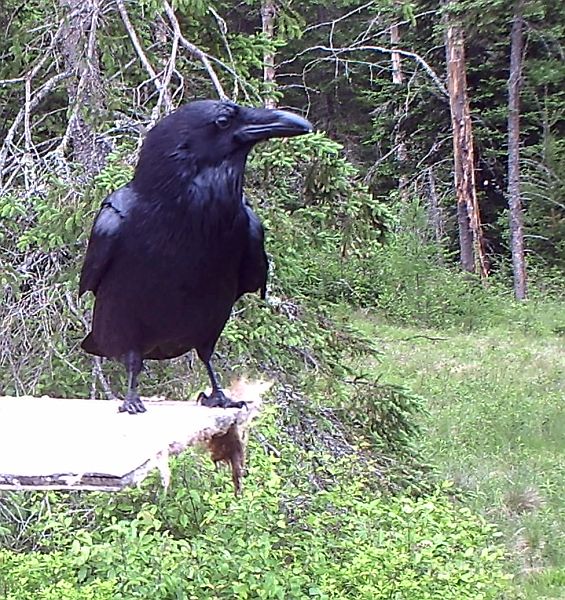 Raven_060211b.jpg - Common Raven (Corvus corax)